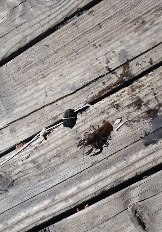 14-031-CrawdadOnDeck2.jpg 135.6K