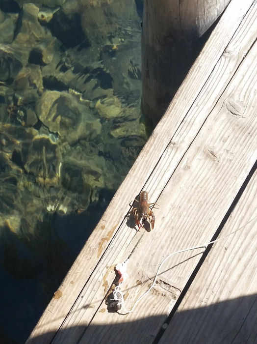 14-032-CrawdadsOnDock.jpg 97.5K