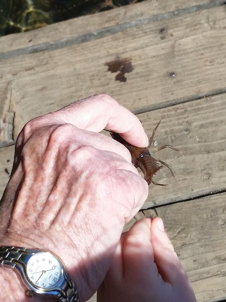 14-033-HoldingCrawdad.jpg 143.4K