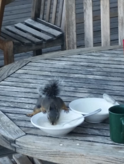 15-021-Squirrel-IceCream-BoatDock-1.jpg 58.1K