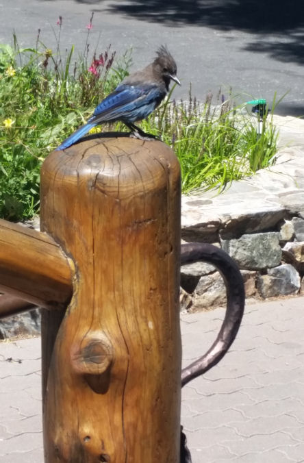 15-067-JayLookingForLeftovers.jpg 82.2K