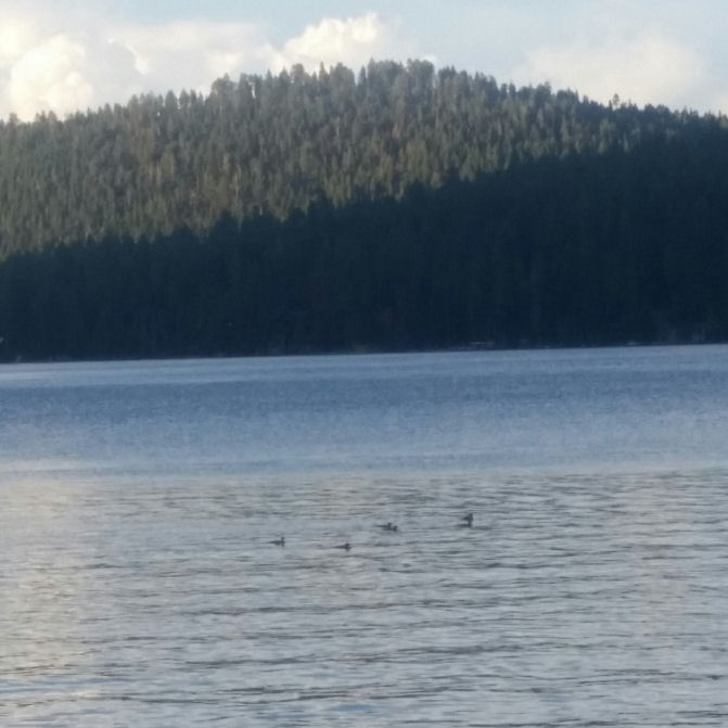 2016-250-Ducks.jpg 62.3K