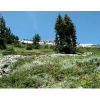 0986-Flowers-CathedralBowl-2003.bmp 2391.1K